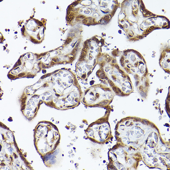 UBQLN4 antibody