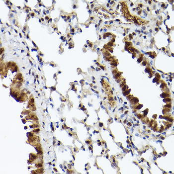 UBQLN4 antibody