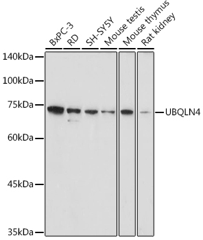 UBQLN4 antibody