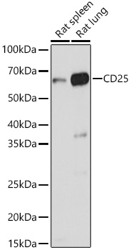 IL2RA antibody