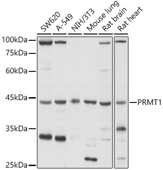 PRMT1 antibody