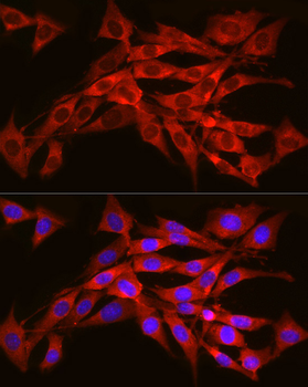 SEC61A1 antibody