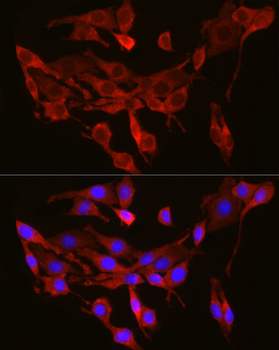 SEC61A1 antibody