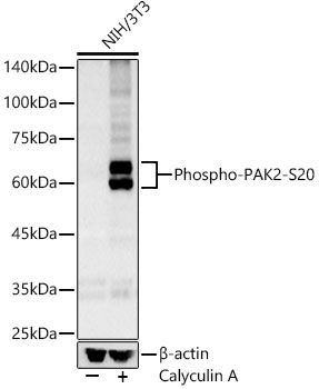 PAK2 (Phospho-S20) antibody