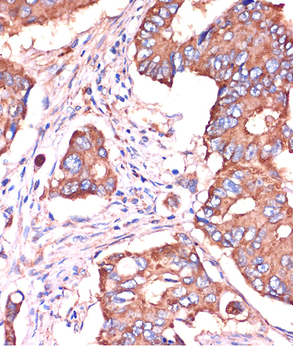 IFITM3 antibody