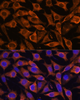 IFITM3 antibody