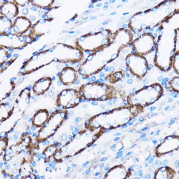 IL23R antibody