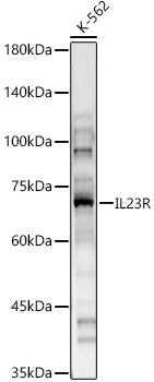 IL23R antibody