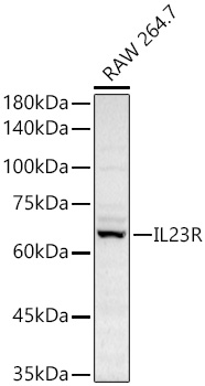 IL23R antibody