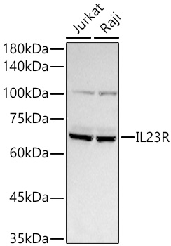 IL23R antibody