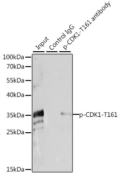 CDK1 (Phospho-T161) antibody