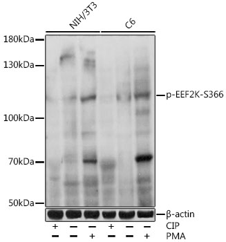 EEF2K (Phospho-S366) antibody