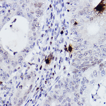 Histone H3 (Phospho-S10) antibody