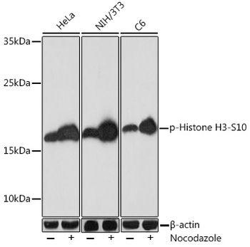 Histone H3 (Phospho-S10) antibody