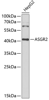 ASGR2 antibody