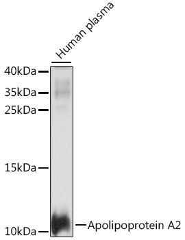 APOA2 antibody