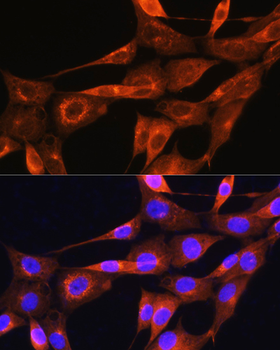 APOA2 antibody