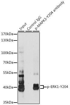 MAPK3 (Phospho-Y204) antibody