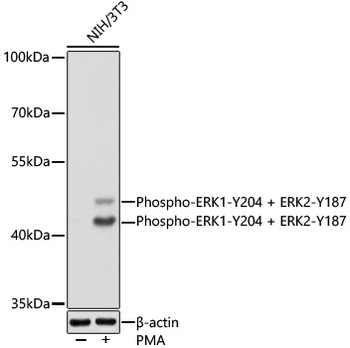 MAPK3 (Phospho-Y204) antibody