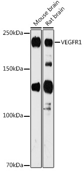 FLT1 antibody