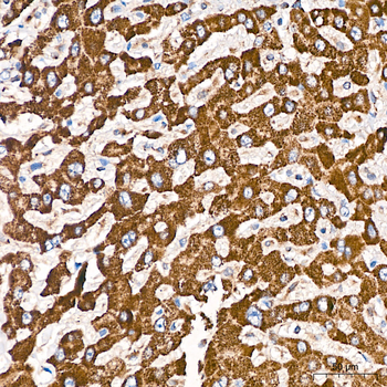 INADL antibody