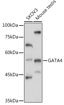 GATA4 antibody