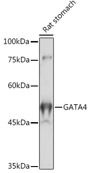 GATA4 antibody