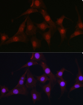 C9orf72 antibody