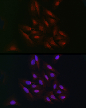 C9orf72 antibody