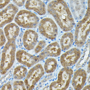 C9orf72 antibody