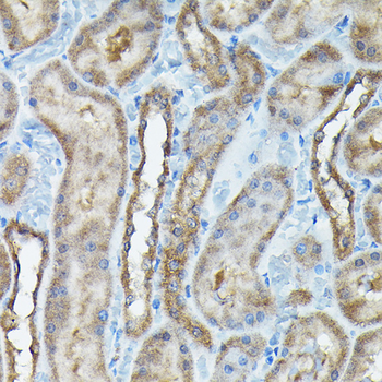 C9orf72 antibody