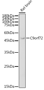 C9orf72 antibody