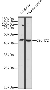 C9orf72 antibody