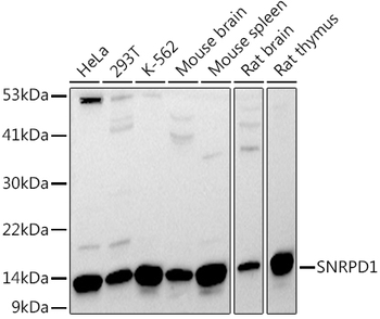 SNRPD1 antibody