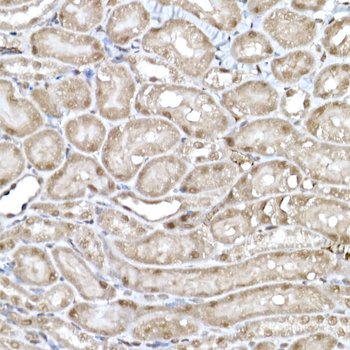 SNRPD1 antibody