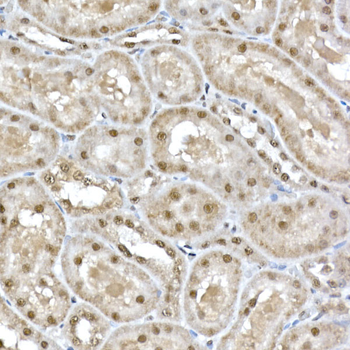 SNRPD1 antibody