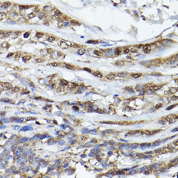 EGLN3 antibody