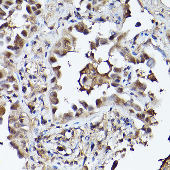 EGLN3 antibody