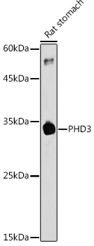 EGLN3 antibody