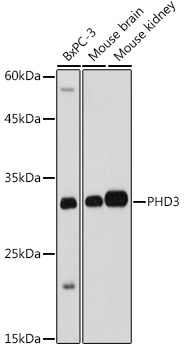 EGLN3 antibody