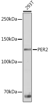 PER2 antibody