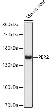 PER2 antibody