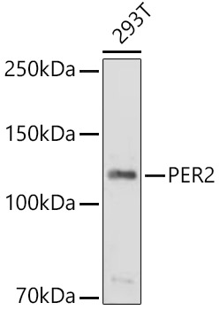 PER2 antibody