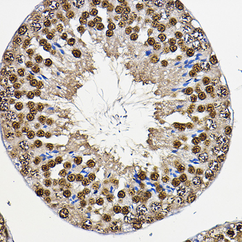 PER2 antibody