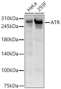 ATR antibody