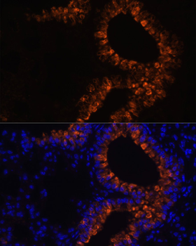 SCGB1A1 antibody