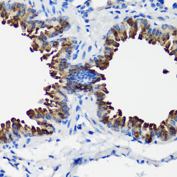 SCGB1A1 antibody