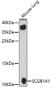 SCGB1A1 antibody