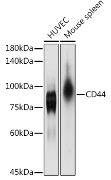 CD44 antibody