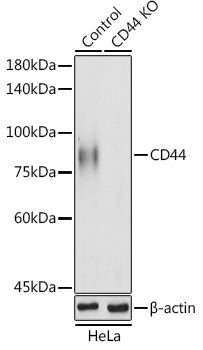 CD44 antibody